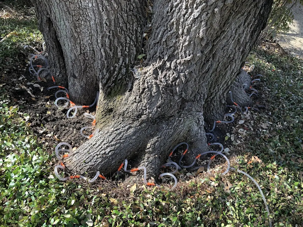 Detailed Tree Cabling and Bracing job site in Redkey
